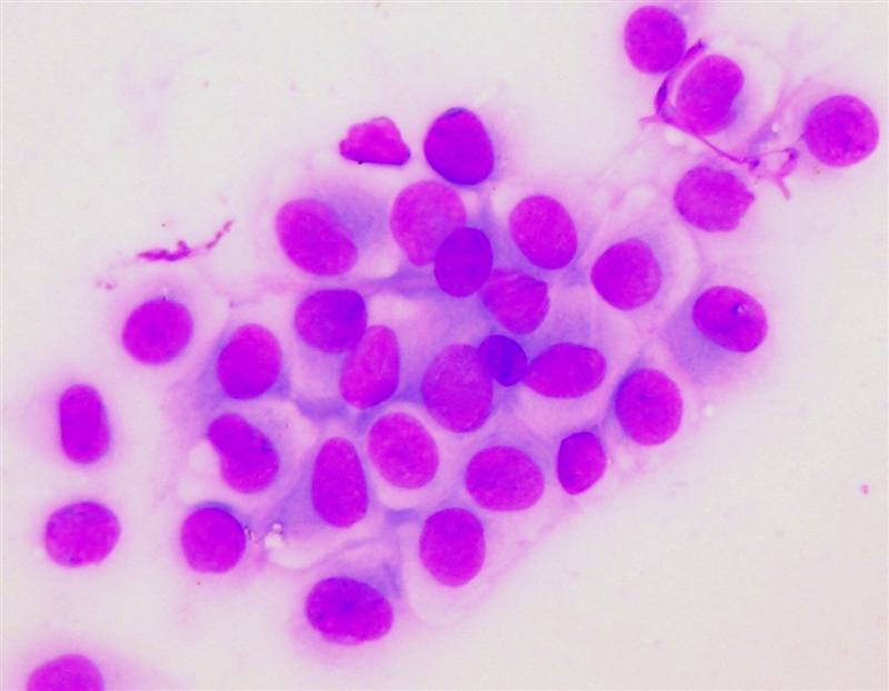 cytologie